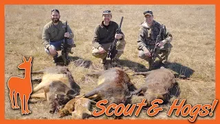 Hog Hunt with the Scout AR 15! - The Social Regressive - Scout AR Pt 6