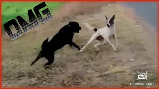 how to stop Rottweiler vs indian street desi dog sudden Fierce playing a behavior analysis of dogs