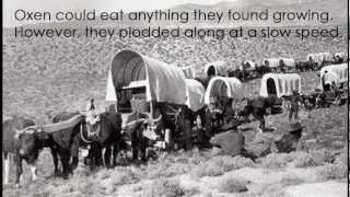 Covered Wagons of the Oregon Trail