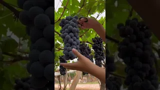 Grape Harvest Fresh From Vineyard 😎#satisfying #short