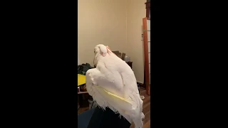 Volume alert: Misha is a LOUD as hell Moluccan Cockatoo before bed!