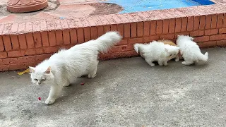 Mother cat finding her lost kitten at every hidden spot