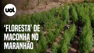 ‘Floresta’ com cerca de 50 mil pés de maconha é encontrada no Maranhão