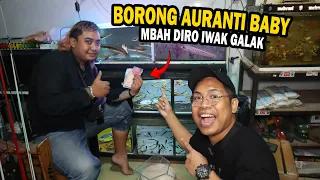 DIKATAIN GILA SAMA MBAH DIRO?? BORONG CHANNA AURANTI BOCIL MBA DIRO IWAK GALAK