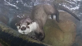 OTTERS in Cape Town