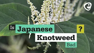 Is Japanese Knotweed bad?