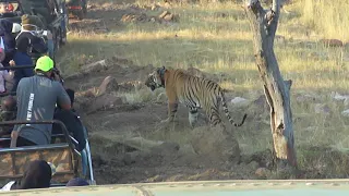 Close Encounter with Huge Male Tiger Chota Matka, Tadoba Andhari Tiger Reserve, Maharashtra, India