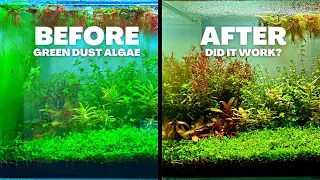 I TRIED TO KILL GREEN DUST ALGAE - HERE'S WHAT HAPPENED...