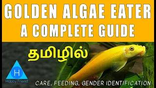 Chinese Golden Algae eater | A complete guide | Review - Gender Identification | Tamil