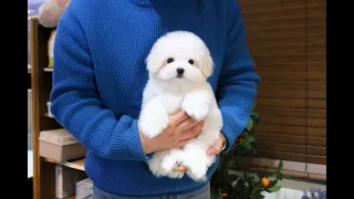 Hi, my name is Kkobung. Coton de Tulear 🐶❤  l Korea teacup puppies