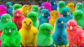 World Cute Chickens, Colorful Chickens, Rainbows Chickens, Cute Ducks, Cat, Rabbits, Cute Animals 🐤
