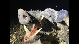 Hunting in Turkey, Wild Boar Hunting, 250 kg