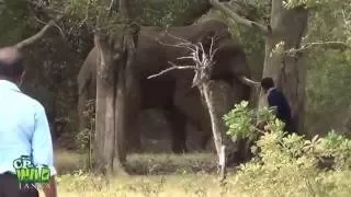 Injured Tusker | Amazing Moments Of Elephant treatment | Wildlife | Animaux