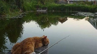 Кошки на рыбалке. Лучшая нарезка