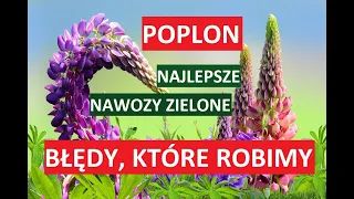 POPLON, LEPSZY NIŻ OBORNIK- CZYLI NAWOZY ZIELONE-NAJCZĘSTSZE BŁĘDY. NAJLEPSZY DLA POMIDORÓW, OGÓRKÓW