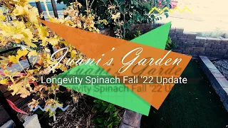 My Longevity Spinach Update Fall 2022!