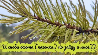 И снова получилась не охота, а нагонка по зайцу и лисе, с русской гончей. РГ - Айда.