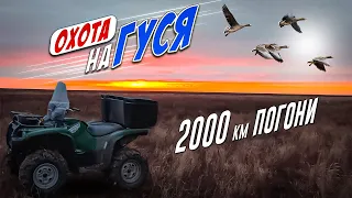 охота на гуся 2023! 2000км  в погоне за гусями