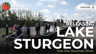 Releasing Lake Sturgeon into the Maumee River