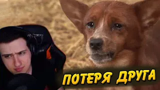 Hellyeahplay смотрит: Cow Gets Separated From The Dog That She Raised.. (Part 2) | Kritter Klub