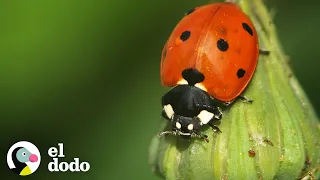 El maravilloso ciclo de vida de una mariquita | El Dodo