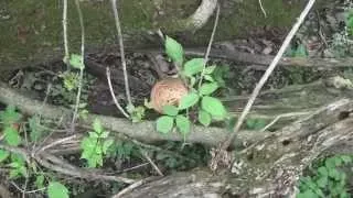 Strange Sound While Mushroom Hunting