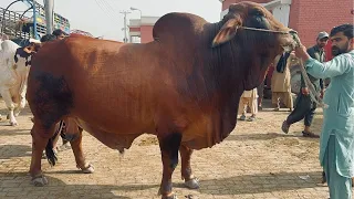 Heaviest Bull Of Multan Cow Mandi 50 Lakh Demand @SSTvs