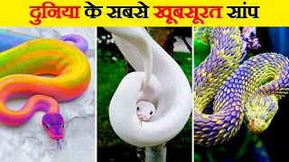 इन सांपों की खूबसूरती से scientists भी हैरान हैं | Most Beautiful Snakes in the World