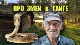 ИСТОРИИ из ЖИЗНИ ПРО ЗМЕЙ СЛУЧАЙ в ТАЙГЕ ИЗБУШКА ЛЕСНИКА СТРАШНЫЕ на НОЧЬ СУДЬБА в ЛЕСУ СЕРИАЛ