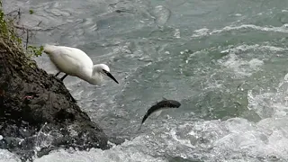小白鷺捕魚記[Little egret fishing]