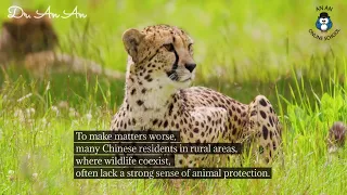 Wild animals in your country, band 9 answer, Part 1, IELTS, by Dr. An An