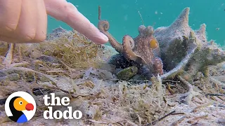 Wild Octopus Is Always Excited To See His Human Best Friend | The Dodo Wild Hearts