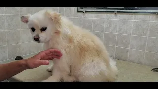 How to shave a Pomeranian cross, dog grooming, shaving a dog with an undercoat