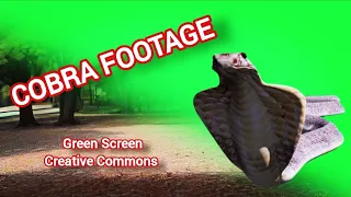 COBRA GREEN SCREEN FOOTAGE. CHROMAKEY ANIMATION SNAKE.