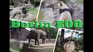 Берлинский зоопарк 🐘(Berlin ZOO 2019): краткий обзор