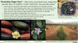 Finger Lime Cultivation and Cultivars