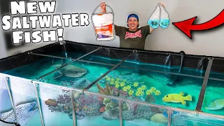 Shopping SPREE For My Saltwater Pond! *NEW FISH!*