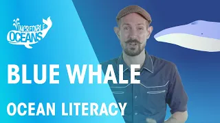 Blue whale | Ocean Literacy | FuseSchool