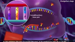 CENTRAL DOGMA: FROM DNA TO PROTEINS  🧬💡