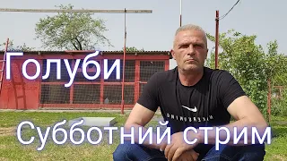 Голуби субботний стрим