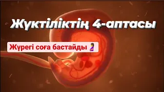 Жүктілік күнтізбесі 4-апта/