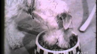 The Making of a PURINA DOG CHOW Commercial 1960