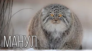 Manul: Free steppe hermit | Interesting facts about Pallasov the cat