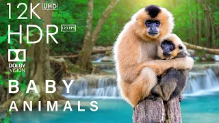 Music heals the heart and blood vessels, Cute Moments of Baby Animals - Relaxing music