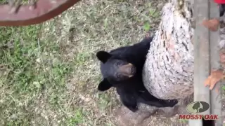 Bear Climbs Hunter's Treestand - Mossy Oak