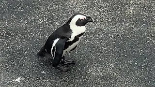 可愛いフリフリ尻尾のペンギン | 八景島シーパラダイス#1