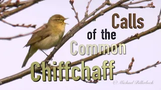 Chiffchaff Song and Contact Call #birds #birdsounds