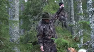 Metson metsästys/capercaillie hunting