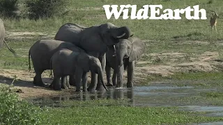 WildEarth - Sunset  Safari - 30 April 2022