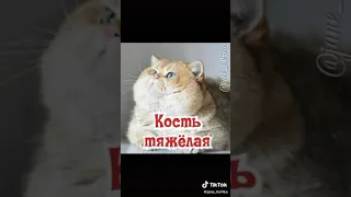 КАК ПОХУДЕТЬ БЫСТРО КАК ДАЦИК ПРОТИВ НОВОСЕЛОВА